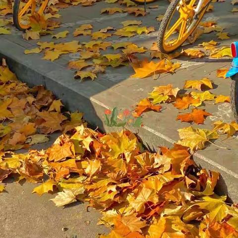 永丰中学八（5）班周末育人跟踪卡展示