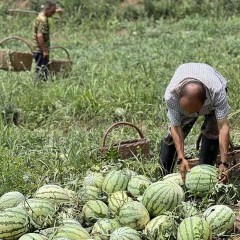 华耀瑞隆爱心助农 ﻿                                               万斤西瓜彰显担当