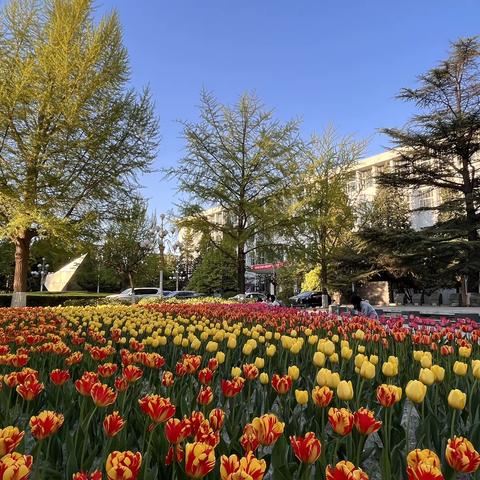 花季日常