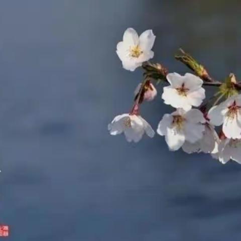 “我们的节日，清明。”——博济桥街道第一小学清明节主题活动倡议书