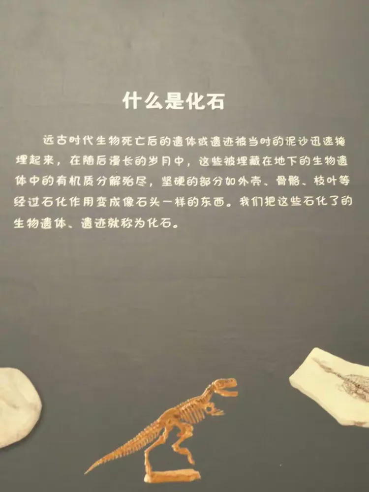 这个是化石的演变以及形成。