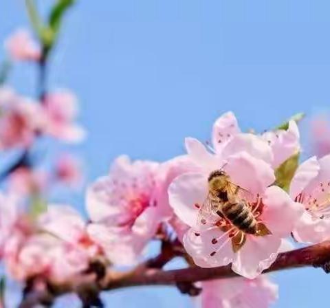 挑战数学奇妙  玩出精彩生活——六年级数学特色作业