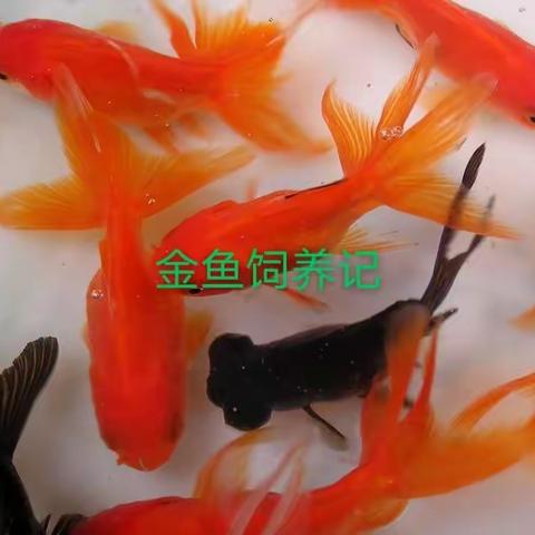 金鱼饲养记