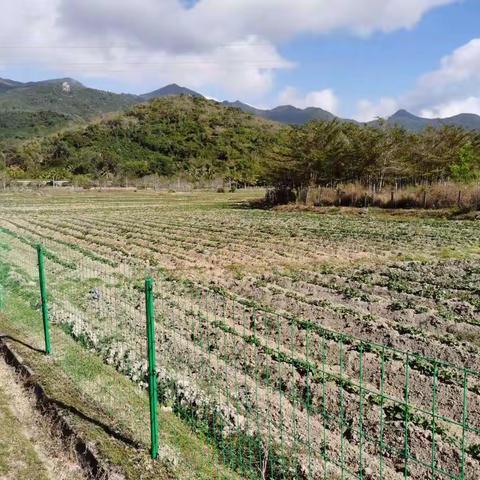 日常走访巡查田洋和岭脚下