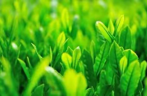 千里之行，始于足下——记六年级语文组第二次集体备课