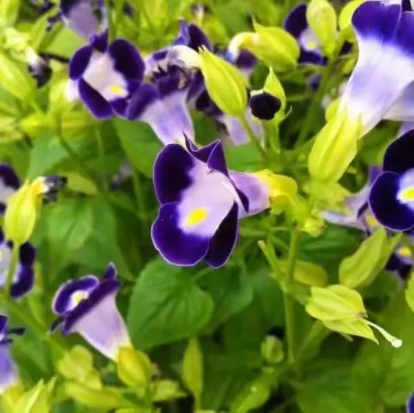 夏秋堇花🌸最具人性的花！