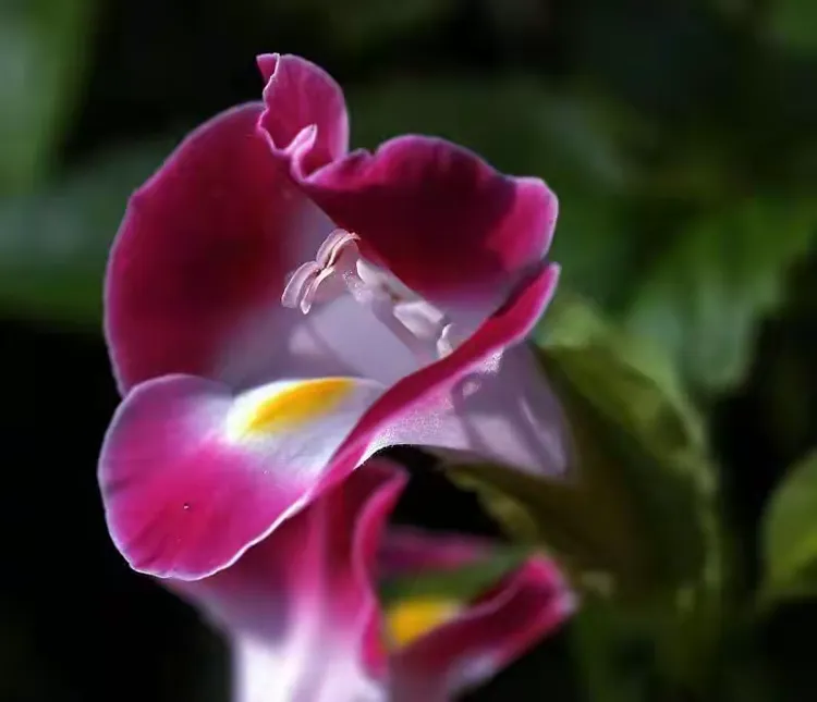 夏秋堇花🌸最具人性的花！