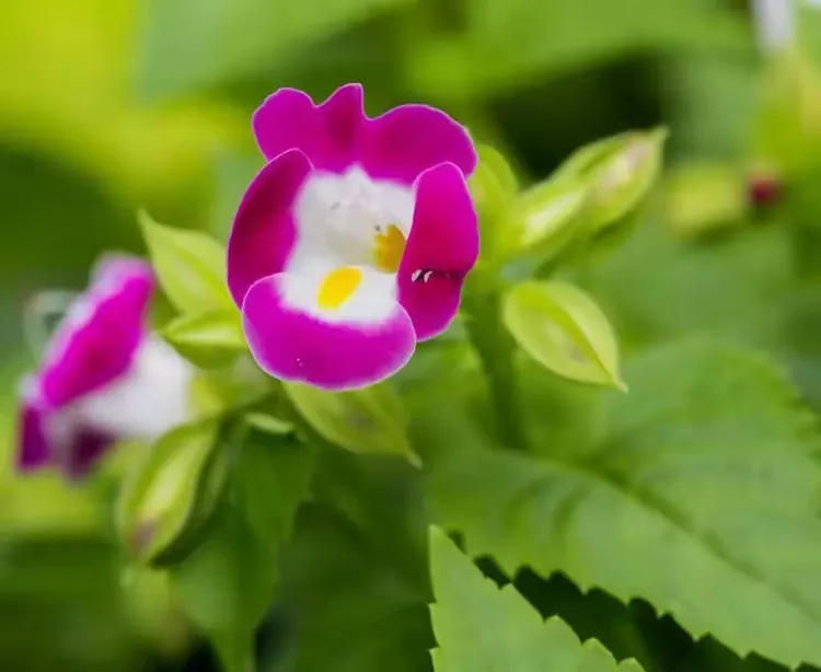 夏秋堇花🌸最具人性的花！