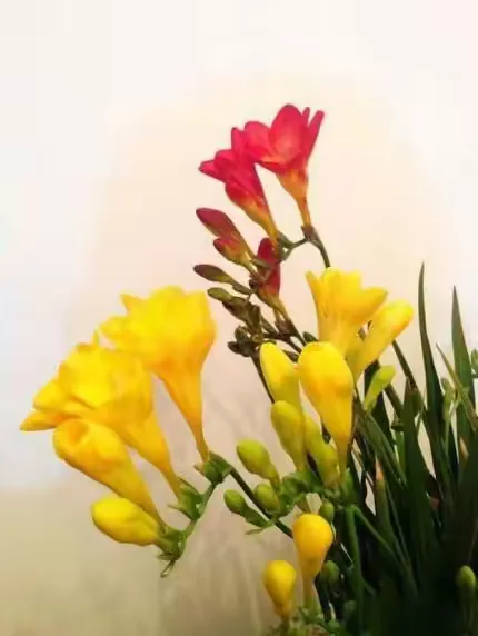 香雪兰花颜,自然美!