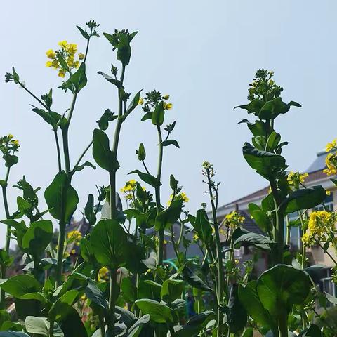 我们的百草园（82）：油菜or青菜