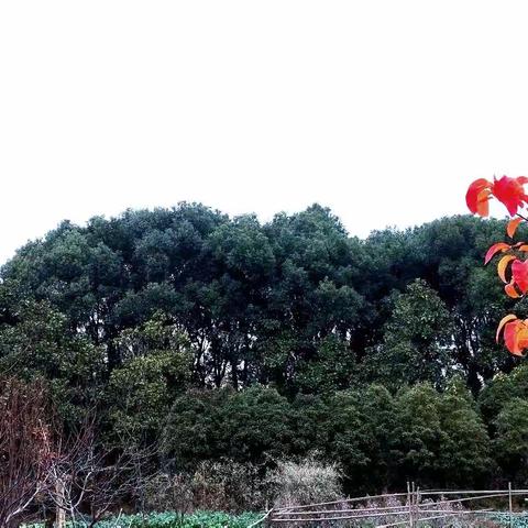 我们的百草园(84):后花园之二