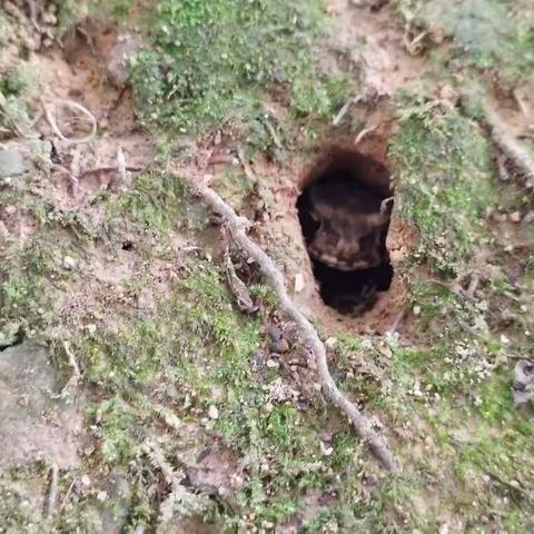 我们的百草园(82):生态泥穴下的世界