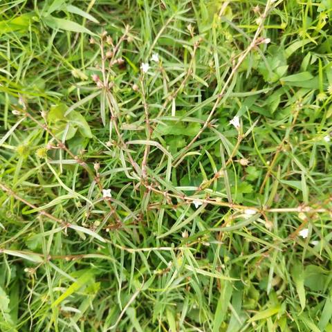 我们的百草园(80):白花蛇舌草