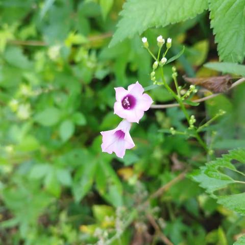 我们的百草园(81):三裂叶薯