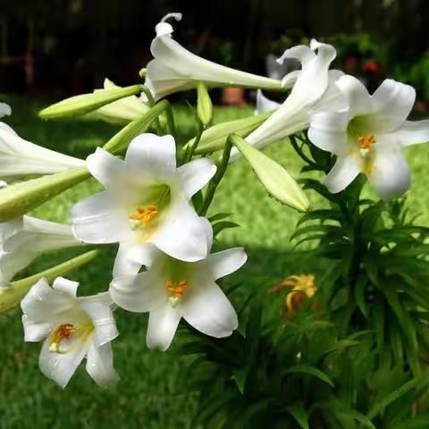 我们的百草园(82):麝香百合