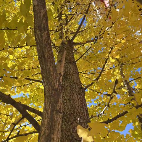 初冬之忆(1):由内而外