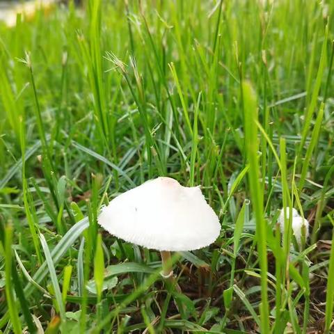 我们的百草园(79):秋天里的小草菇