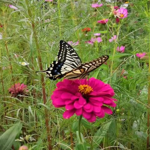 秋入瀛园--2023.9.23