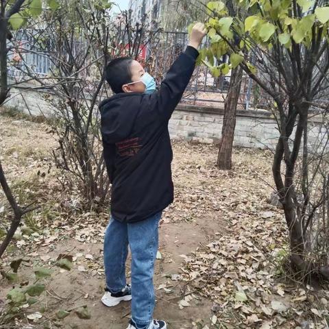 ［西豁子小学］树叶贴画，留住秋天的美丽！——三年级树叶画作品展