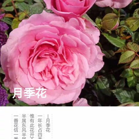 春节里的花朵。