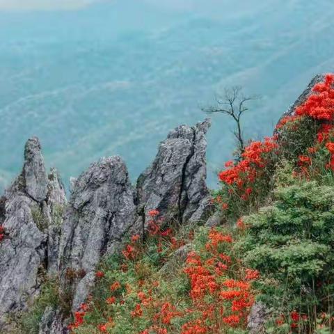 湖洋镇上罗村奖学金花絮