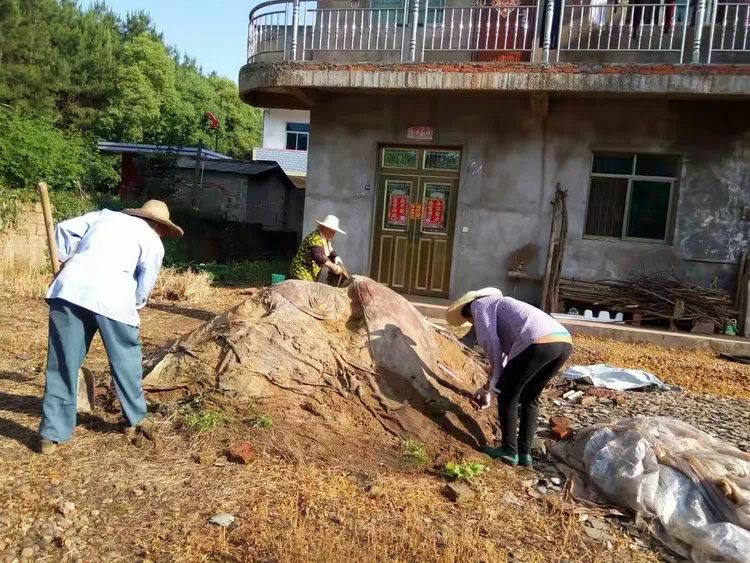 范院坞村环境整治