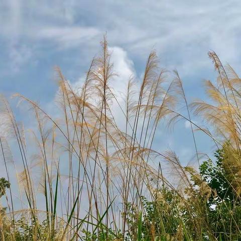 生命本是宇宙中的一瓣微薄的睡莲 终有偃旗息鼓闭合的那一天在这之前 我一定要去看看这四野无序的大地！