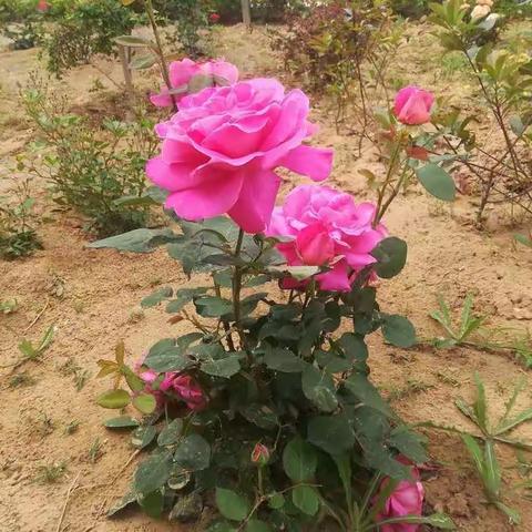 王庄镇大柳树中心小学第十三周升旗仪式