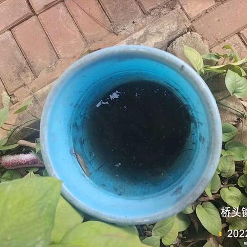 2022年11月19日湖南科健远大除虫技术有限公司在澄迈县桥头镇开展病媒防制工作