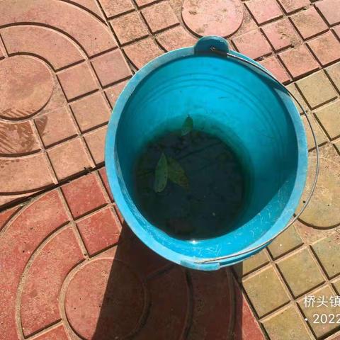 2022年10月27日湖南科健远大除虫技术有限公司在澄迈县桥头镇开展病媒防制工作