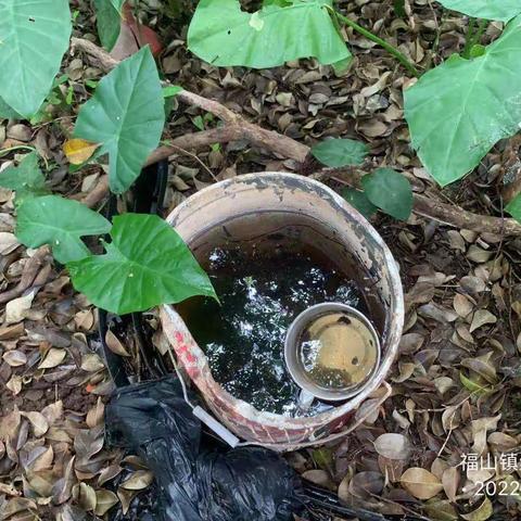 2022年8月6日湖南科健远大除虫技术有限公司在澄迈县福山镇开展病媒防制工作