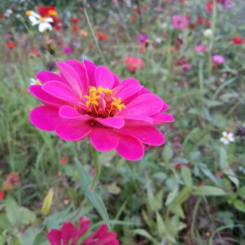 栩栩的家庭作业