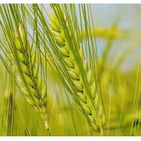 鄢陵县农机局“五加强”助力“三夏”农业生产