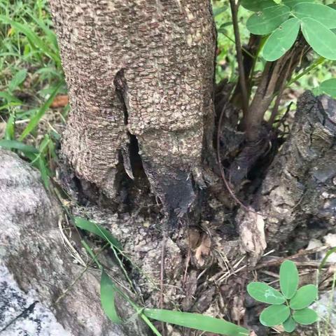 一棵顽强的黄槐树
