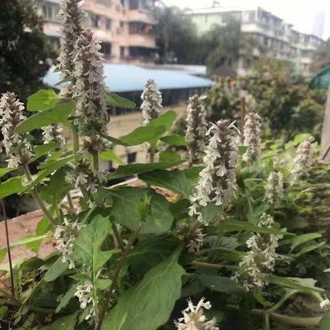 芒果华的美篇