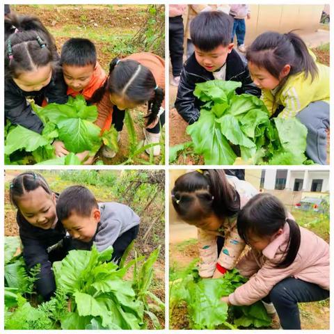 享采摘之悦，品自然之味——市凤凰幼儿园立夏班劳动实践活动