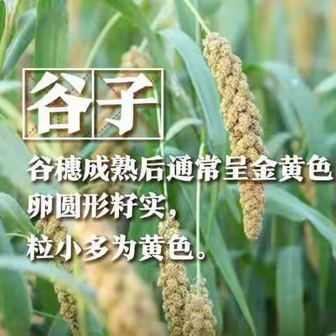 传承美德，珍食莫蚀 ——长春市第一五〇中学开展2022年“世界粮食日”宣传教育活动