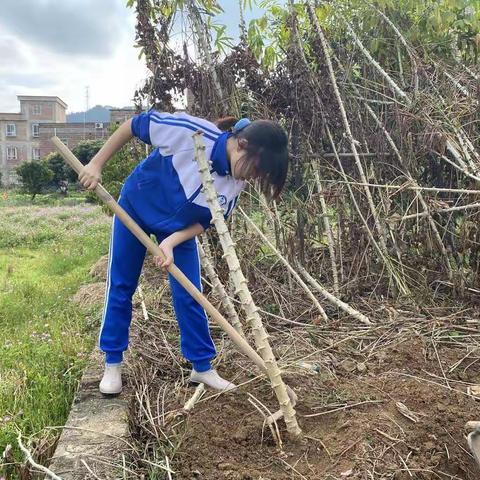 耕耘有收获，劳动结硕果——肇庆宣卿中学高一年级德庆小组社会实践活动。