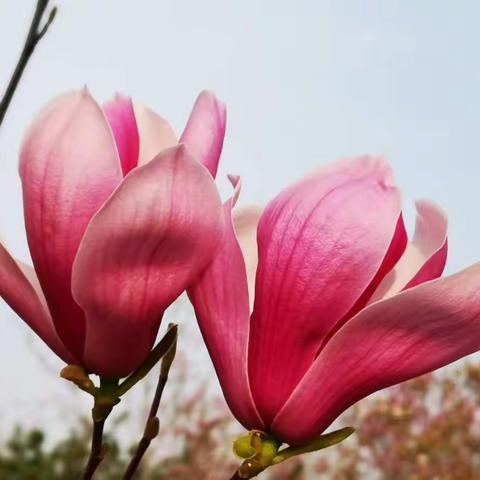 人生若只如初见的美篇