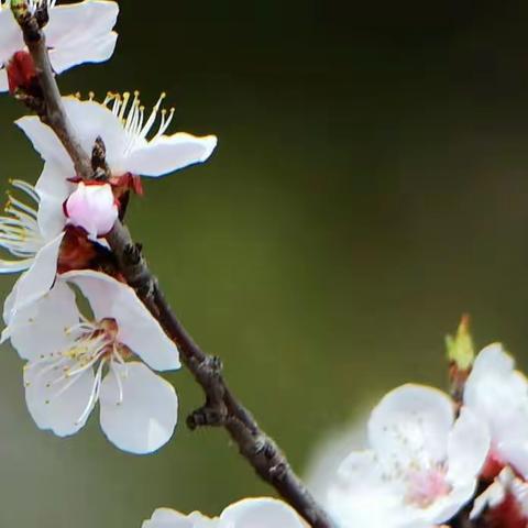 4月杏花红