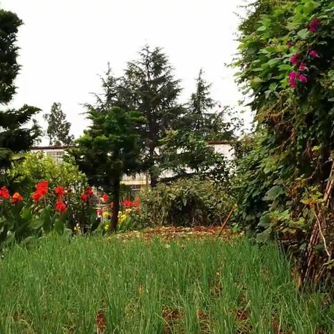 昆明知青公寓的菜地