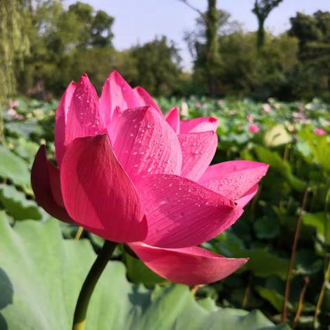 颍上尤家花园“莲的心事”