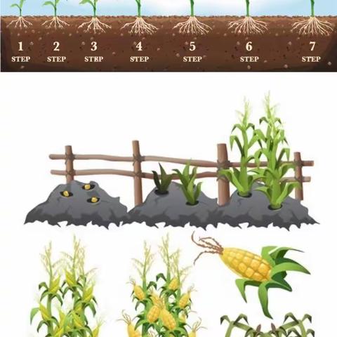 小小萌宝玩转玉米——高旗实验小学203班徐宸烨