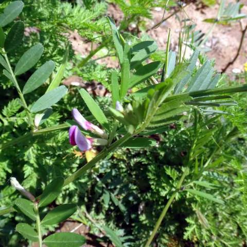 一花一世界——野豌豆
