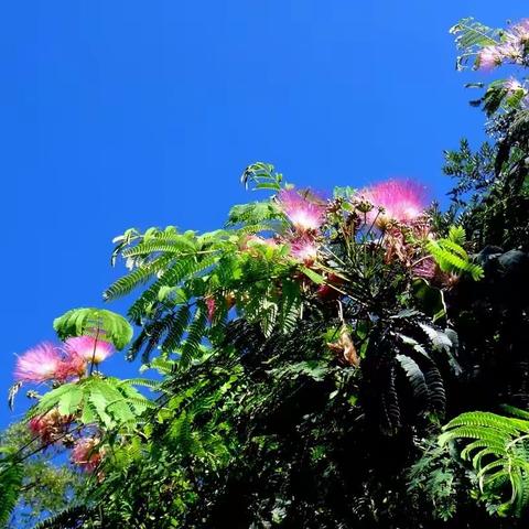 泉城看花（72）——合欢