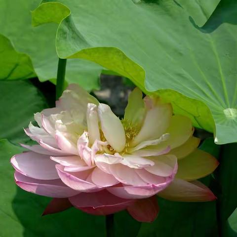 镜头前的大明湖之三——叶底藏莲