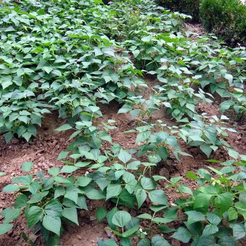 一花一世界——菜豆（芸豆）