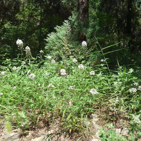 一花一世界——狭叶珍珠菜