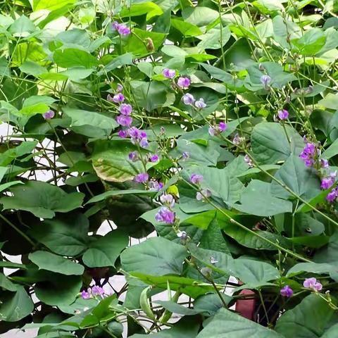 一花一世界——扁豆