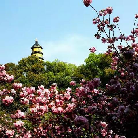 又到樱花绽放季